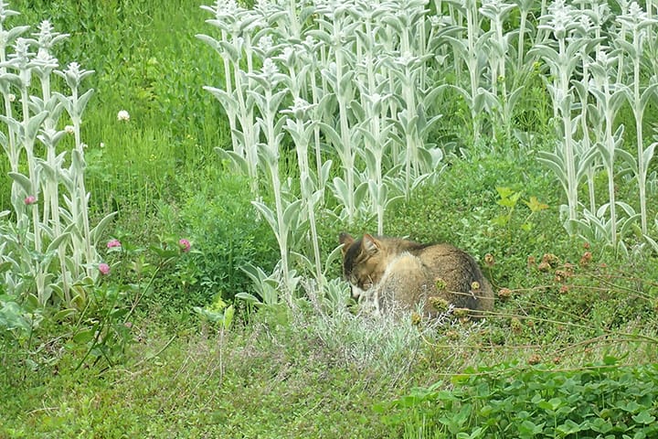 ハーブに囲まれて寝る猫