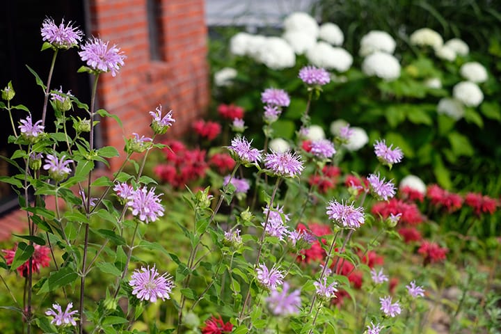 ワイルドベルガモット(モナルダ)が咲く