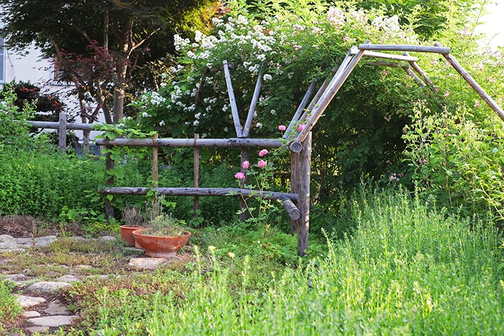 バーゴラでバラが咲き始める初夏の庭
