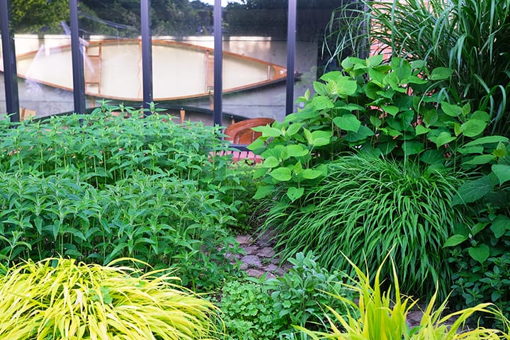 札幌円山の庭の窓辺の新緑