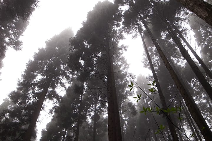 道南スギの山 道南 福島町