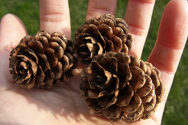 カラマツの松ぼっくり